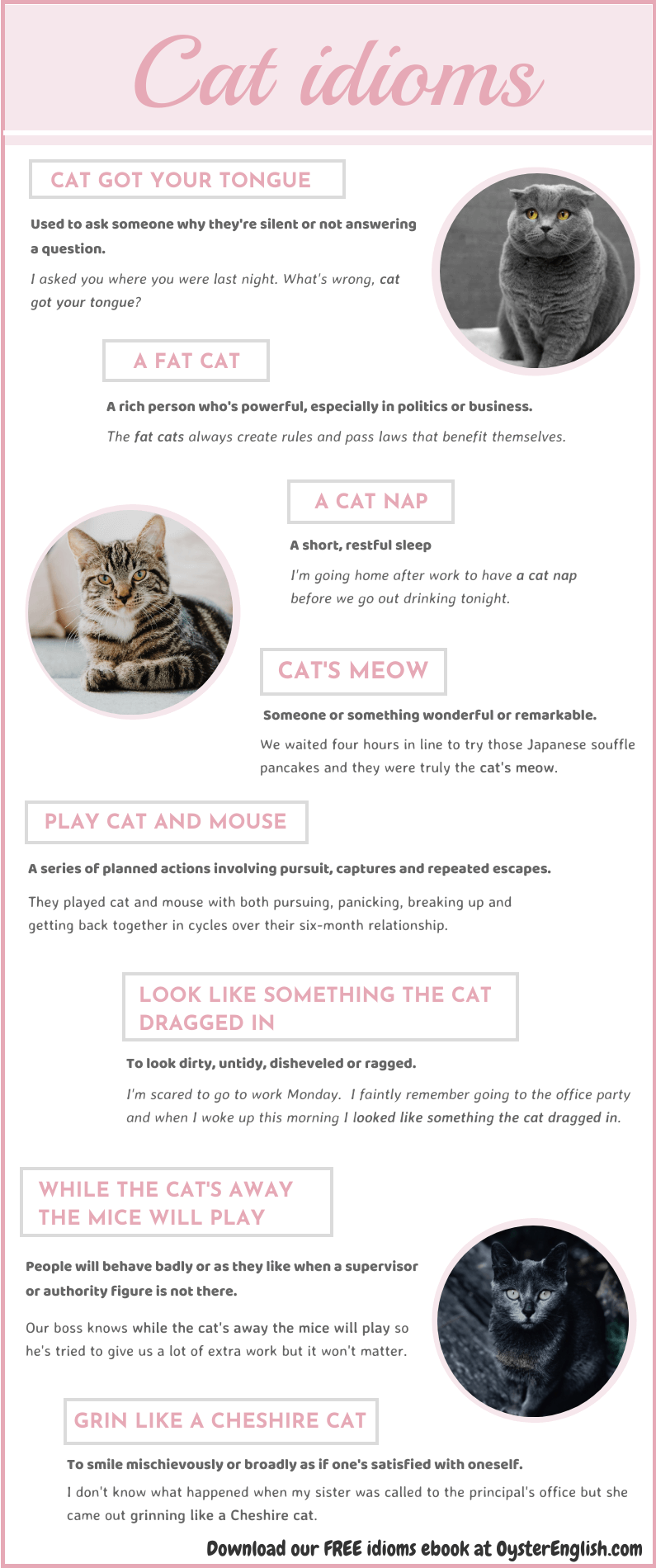 Cat Idioms - Funky English
