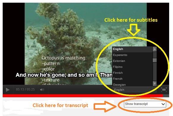 Screenshot showing how to access the subtitles on the YouTube video and display them in English as well as other languages.